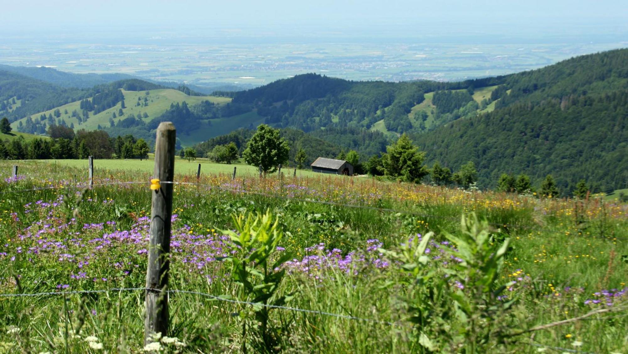 View House, Schauinsland, Black Forest Muenstertal Bagian luar foto